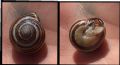 Cepaea nemoralis